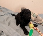 Puppy Whitney Goldendoodle