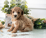 Image preview for Ad Listing. Nickname: Litter of 6
