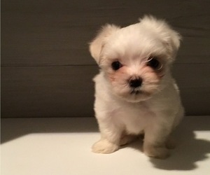 Maltese Puppy for sale in FRANKTON, IN, USA