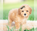 Small #4 Poodle (Toy)