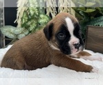 Small #3 Boxer