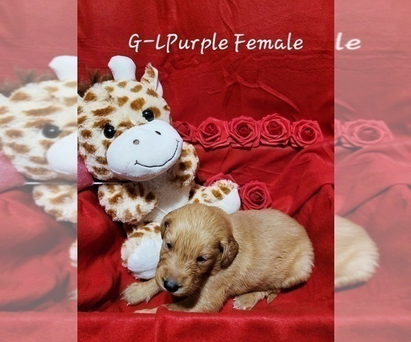 Medium Photo #2 Golden Retriever Puppy For Sale in HODGENVILLE, KY, USA