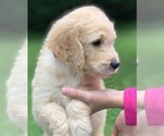 Small Photo #4 Goldendoodle Puppy For Sale in MORGANTOWN, IN, USA