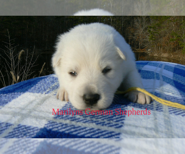 Medium Photo #3 German Shepherd Dog Puppy For Sale in PIEDMONT, MO, USA