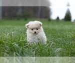 Small Photo #3 Pom-A-Poo Puppy For Sale in WARSAW, IN, USA
