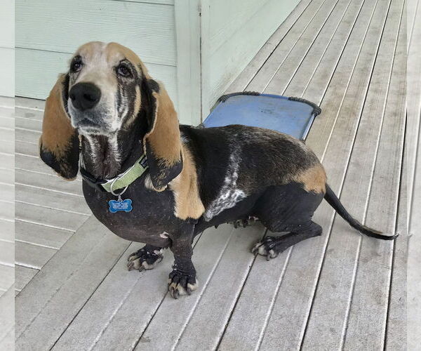 Medium Photo #1 Basset Hound Puppy For Sale in Petaluma, CA, USA