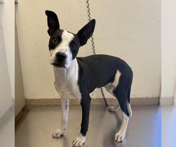 Medium Photo #2 American Staffordshire Terrier-Unknown Mix Puppy For Sale in San Antonio, TX, USA