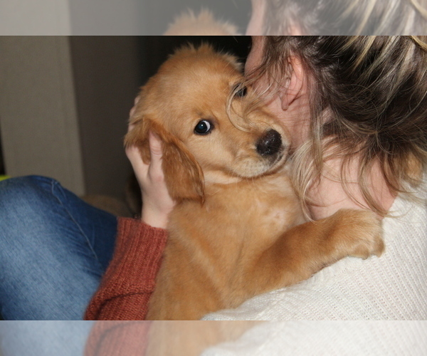 Medium Photo #26 Golden Retriever Puppy For Sale in SPENCER, TN, USA