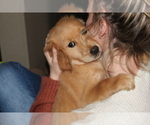 Small Photo #26 Golden Retriever Puppy For Sale in SPENCER, TN, USA