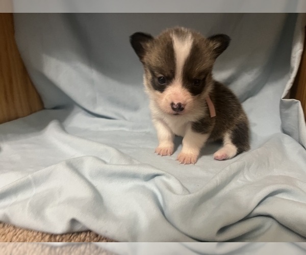 Medium Photo #3 Pembroke Welsh Corgi Puppy For Sale in ABSECON, NJ, USA
