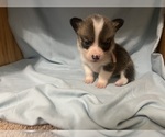 Small #2 Pembroke Welsh Corgi