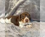 Small Photo #7 Dachshund Puppy For Sale in AIKEN, SC, USA