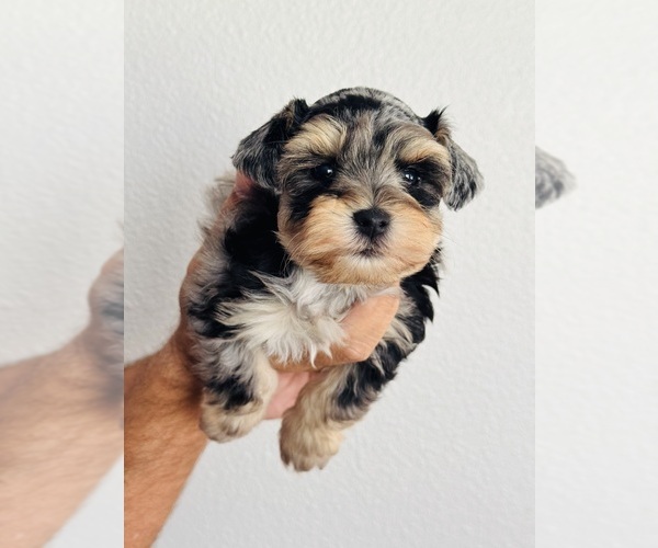 Medium Photo #4 Schnauzer (Miniature) Puppy For Sale in KISSIMMEE, FL, USA