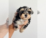 Small #3 Schnauzer (Miniature)