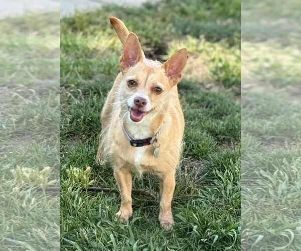 Medium Photo #2 Mutt Puppy For Sale in La Verne, CA, USA