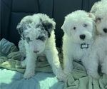 Small #11 Sheepadoodle