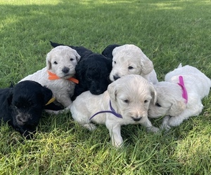 Goldendoodle Puppy for sale in LUBBOCK, TX, USA