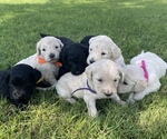 Small Photo #1 Goldendoodle Puppy For Sale in LUBBOCK, TX, USA