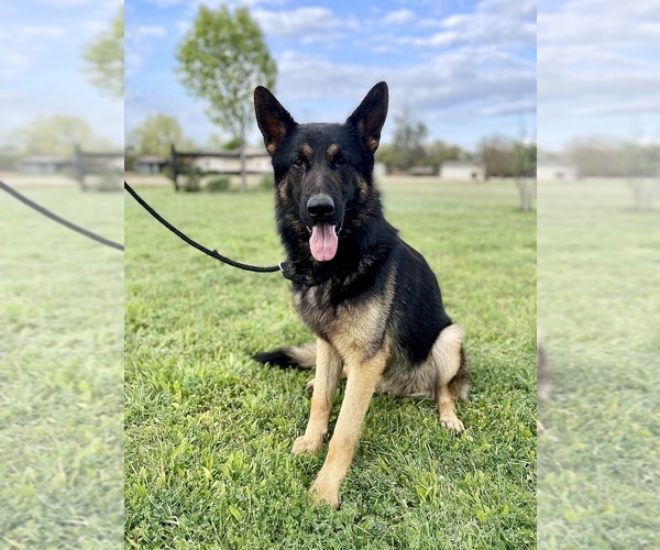 Medium Photo #5 German Shepherd Dog Puppy For Sale in BRUCEVILLE, TX, USA
