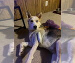 Small #8 Siberian Husky Mix