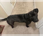 Small #16 American Pit Bull Terrier Mix