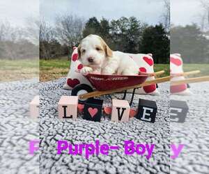 Aussiedoodle Puppy for sale in ANDERSONVILLE, TN, USA