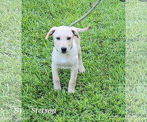 Mutt Dogs for adoption in SHERBURNE, NY, USA
