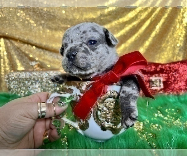 Medium Photo #10 French Bulldog Puppy For Sale in HAYWARD, CA, USA