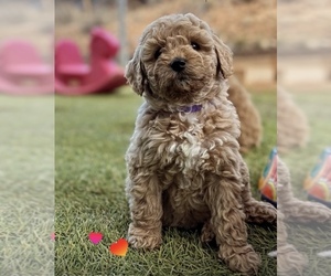 Goldendoodle (Miniature) Puppy for sale in GLENDALE, AZ, USA