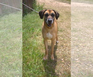 Kimmie - Female Boxer-Unknown Mix Dog for Adoption - Photo #2