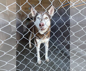 Sonya - Female Siberian Husky-Unknown Mix Dog for Adoption