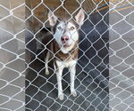 Sonya - Female Siberian Husky-Unknown Mix Dog for Adoption - Small photo