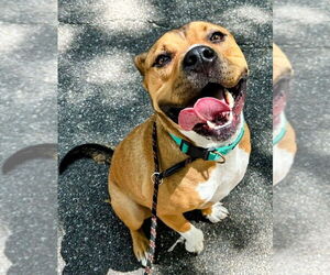 Mutt Dogs for adoption in  Gainesville, FL, USA