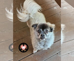 Pom-A-Pug Dogs for adoption in Lebanon, PA, USA