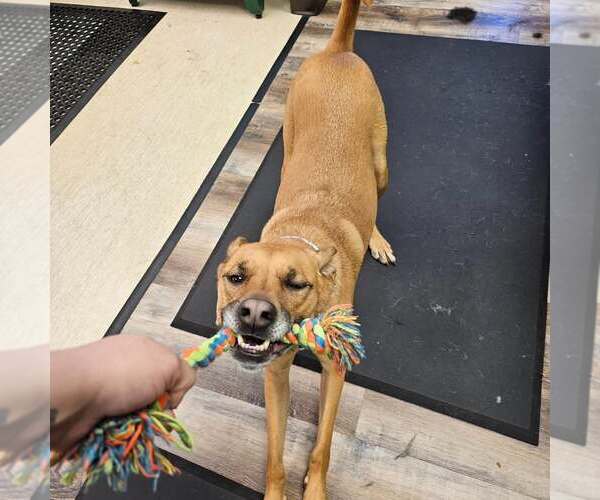 Medium Photo #10 Mutt Puppy For Sale in Fargo, ND, USA