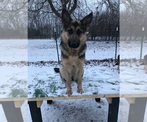 German Shepherd Dog Puppy for Sale in GRAYSLAKE, Illinois USA