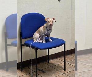 Chihuahua-Unknown Mix Dogs for adoption in San Antonio, TX, USA