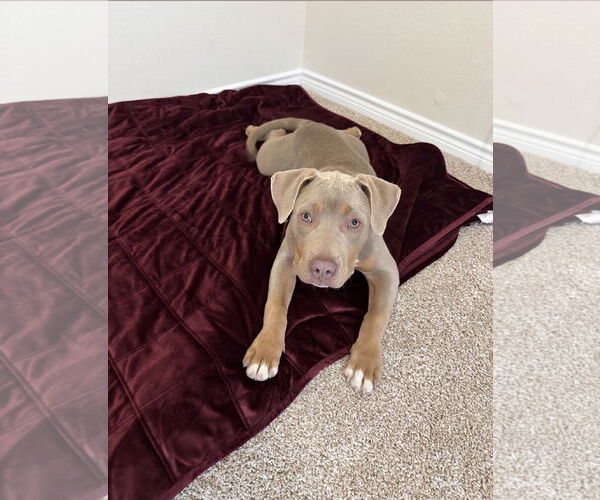 Medium Photo #4 Mutt Puppy For Sale in Euless, TX, USA