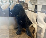 Small #1 Aussiedoodle-Goldendoodle Mix