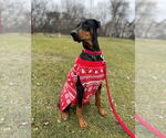 Small #6 Doberman Pinscher