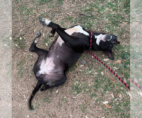 Medium Photo #4 Mutt Puppy For Sale in Rockaway, NJ, USA