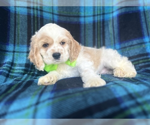 Medium Photo #5 Cocker Spaniel Puppy For Sale in LAKELAND, FL, USA