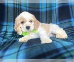 Small #4 Cocker Spaniel
