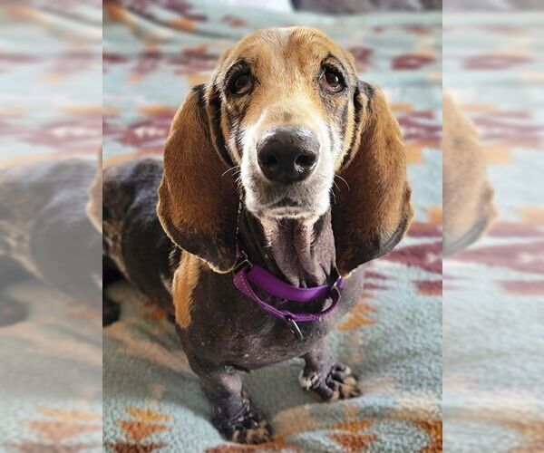 Medium Photo #5 Basset Hound Puppy For Sale in Petaluma, CA, USA