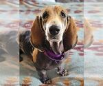 Small #4 Basset Hound
