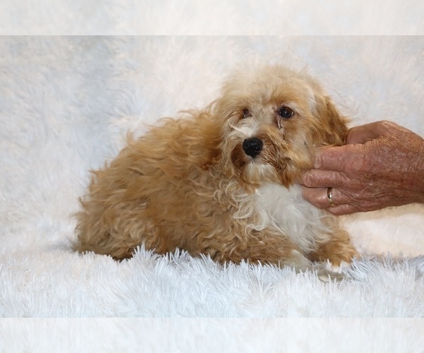Medium Photo #16 Cockapoo (Miniature) Puppy For Sale in DYERSBURG, TN, USA