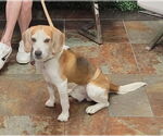 Small #1 Beagle