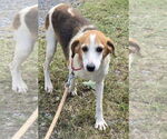 Small Photo #1 Beagle-Unknown Mix Puppy For Sale in Rustburg, VA, USA