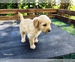 Small #1 Goldendoodle
