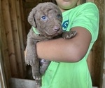 Small #5 Chesapeake Bay Retriever